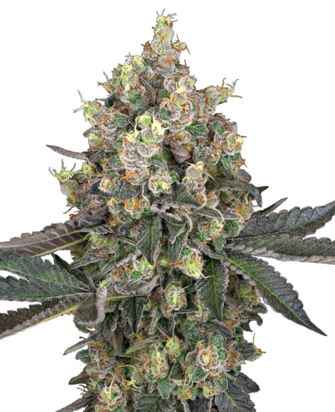 Sensi Seeds Semințe de canabis Sweet Berry Breeze feminizate de White Label, 3-10 buc.