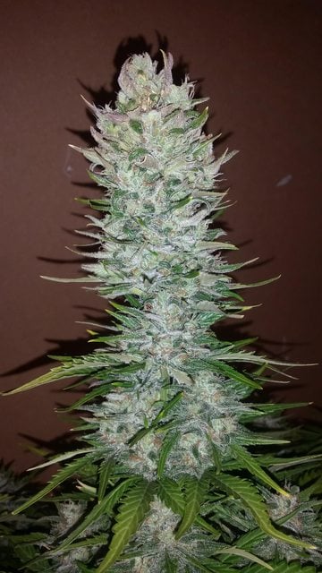 Fast Buds Sjemenke konoplje G14 Auto