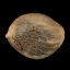 Silent Seeds Seminte clasice de canabis OG Kush feminizate