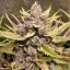 Royal Queen Seeds Cannabis Seeds Royal Highness Feminized (korkea CBD)