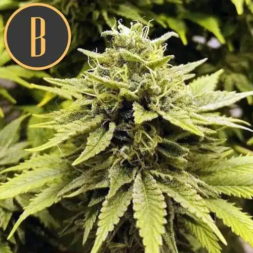 Blimburn Seeds Cannabisfrø BC Diesel feminiseret