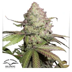 Dutch Passion Kanapių sėklos CBD Auto Charlotte's Angel® Autoflowering