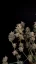 Fast Buds Sjemenke Kanabisa Critical Auto