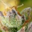 Royal Queen Seeds Seminte de canabis Sweet ZZ Auto