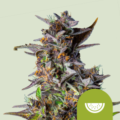 Royal Queen Seeds Sjemenke konoplje Lubenica Auto