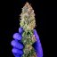 Royal Queen Seeds Seminte de canabis Power Flower feminizate