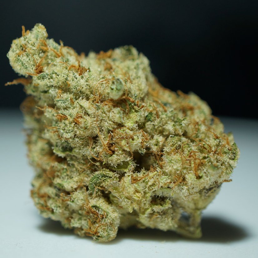 T.H.Seeds™ Cannabis Seeds Stracciatella™, 6+1 specialpakke, feminiseret