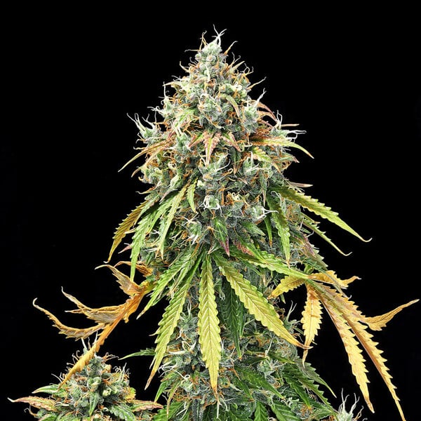 Royal Queen Seeds Seminte de canabis Royal Haze Auto