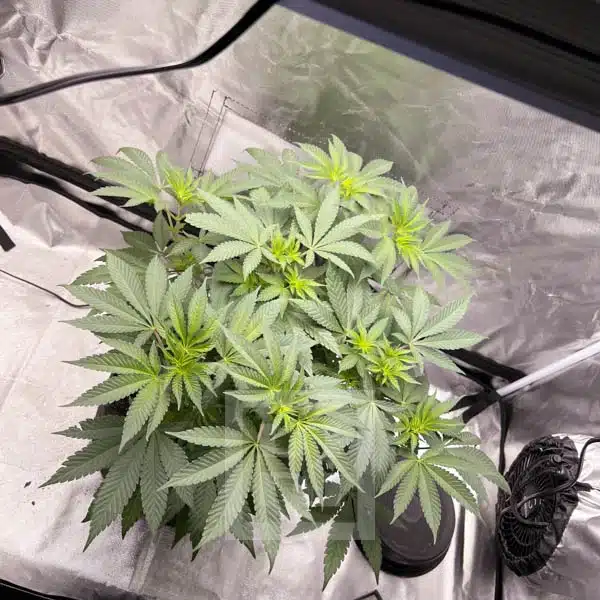 Blimburn Seeds Semi di Cannabis Cafe Racer Femminizzati