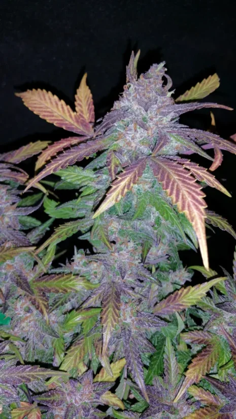 Semințe de Cannabis Fast Buds Fastberry Auto