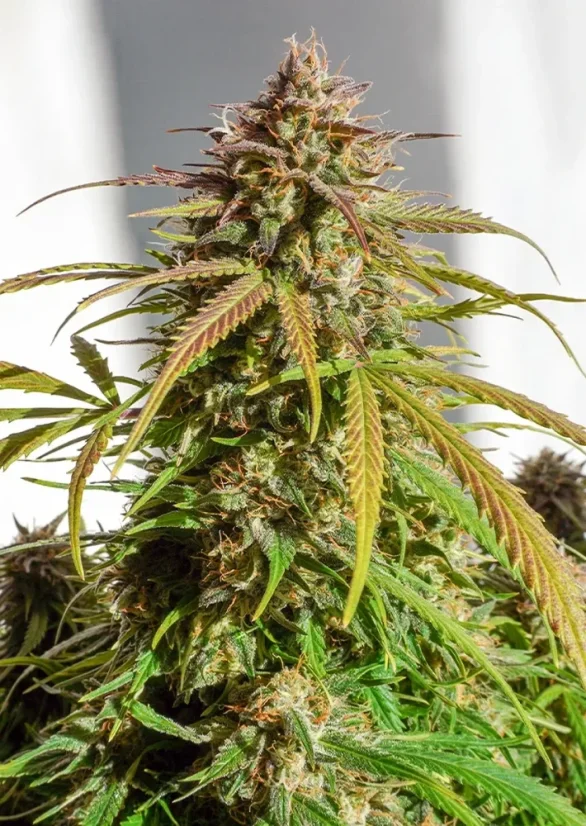 Dutch Passion Seminte de canabis Auto Orange Bud® Autoflowering
