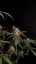 Semințe de Cannabis Fast Buds AK Auto