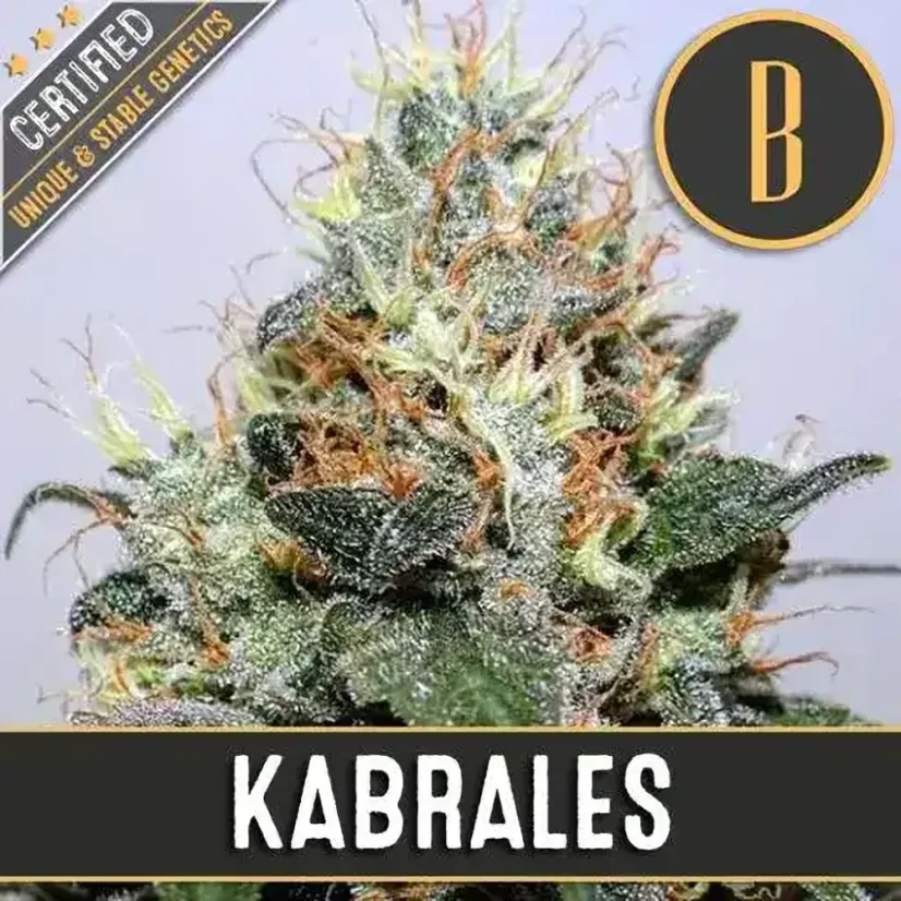 Blimburn Seeds Semena konoplje Kabrales Feminized