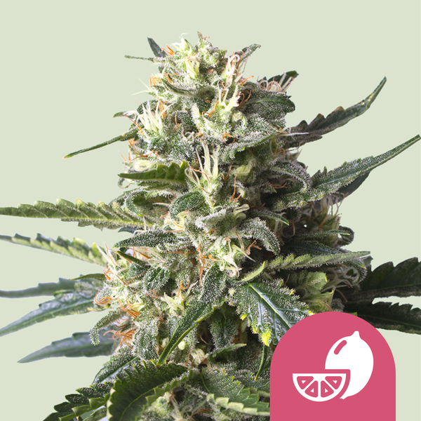 Royal Queen Seeds Semințe de canabis Lemon Shining Silver Haze feminizate