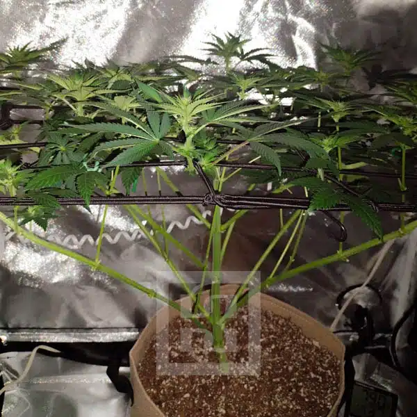 Blimburn Seeds Semi di Cannabis Blackberry Moonstones Femminizzati