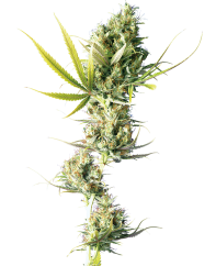 Sensi Seeds Semințe de canabis Durban® Regular, 10 buc