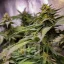 Blimburn Seeds Semena konoplje Grizzly Purple Kush Feminized