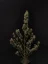 Fast Buds Sjemenke Kanabisa Chemdawg Auto
