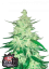 Fast Buds Cannabis Seeds CBD Crack Auto