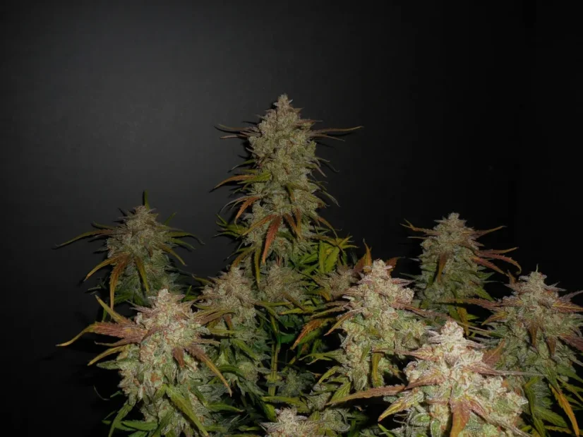Fast Buds Sjemenke konoplje Limun AK Auto