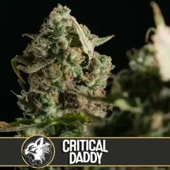 Blimburn Seeds Hanfsamen Critical Daddy Feminisiert