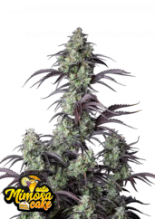 Fast Buds Насіння канабісу Mimosa Cake Auto