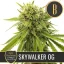 Blimburn Seeds Cannabis Seeds Skywalker OG от Feminized на Kyle Kushman