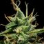 Royal Queen Seeds Seminte de canabis Sherbet Queen Auto