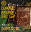 Sementes de Cannabis Sativa Brownie Deluxe (Sabor Sativa Médio) - Caixa (24 pacotes)