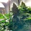 Silent Seeds Seminte clasice de canabis Moby Dick feminizate