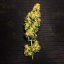 Royal Queen Seeds Seminte de Cannabis Blue Mystic Feminizate