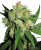 Sensi Seeds Cannabis Sensi Skunk® Regular, 10 Stück