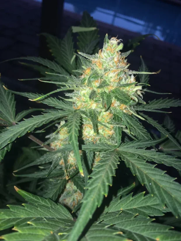 Fast Buds Cannabis Seeds West Coast O.G. Auto