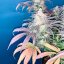 Silent Seeds Seminte de canabis exotice LA Vanilla Cake feminizate