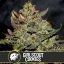 Blimburn Seeds Hanfsamen Girl Scout Cookies Feminisiert