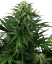 Sensi Seeds Seminte de canabis Honey Melon Kush feminizate, 3-10 buc