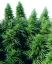Sensi Seeds Cannabis Ruderalis Skunk® Régulier, 10 unités