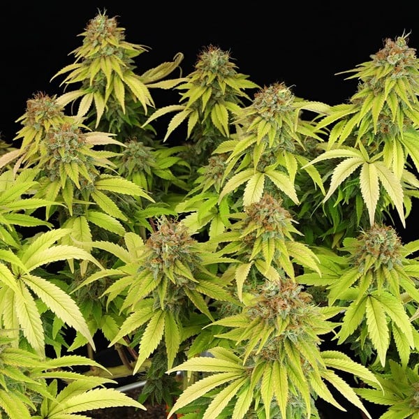 Royal Queen Seeds Graines de cannabis Wedding Crasher féminisée