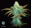 T.H.Seeds™ Seminte de canabis Vanilla Sundae, 710 Limited Special Pack, feminizate