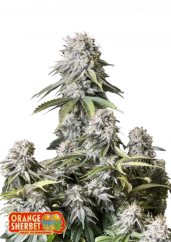 Fast Buds Sjemenke konoplje Orange Sherbet FF