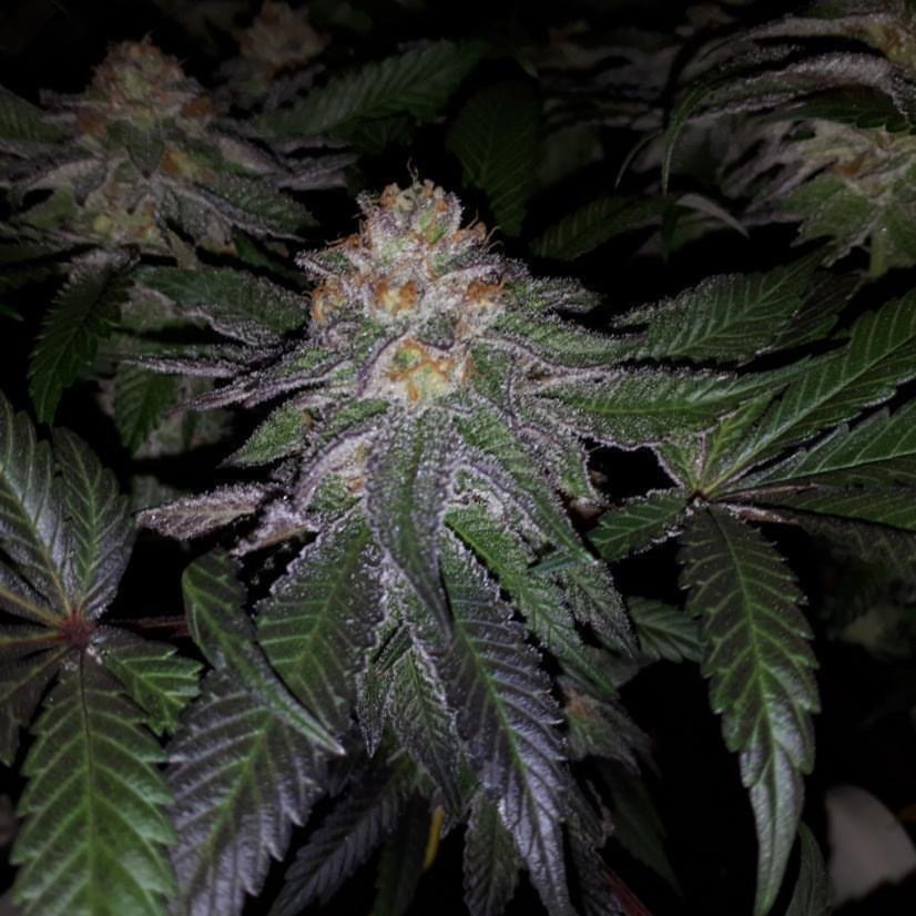 T.H.Seeds™ Seminte de canabis Purple Banana Cream, 6+1 Pachet special, feminizat