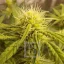 Blimburn Seeds Cannabis Seeds Mamba Negra CBD feminizált