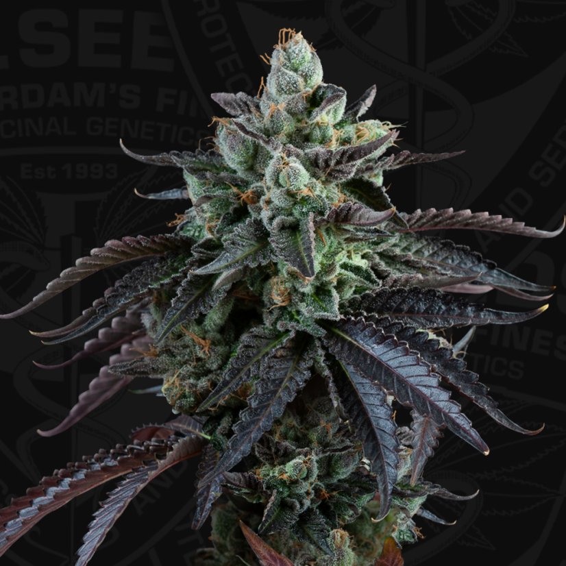 T.H.Seeds™ Seminte de canabis Auto French Macaron, pachet 6+1, feminizate