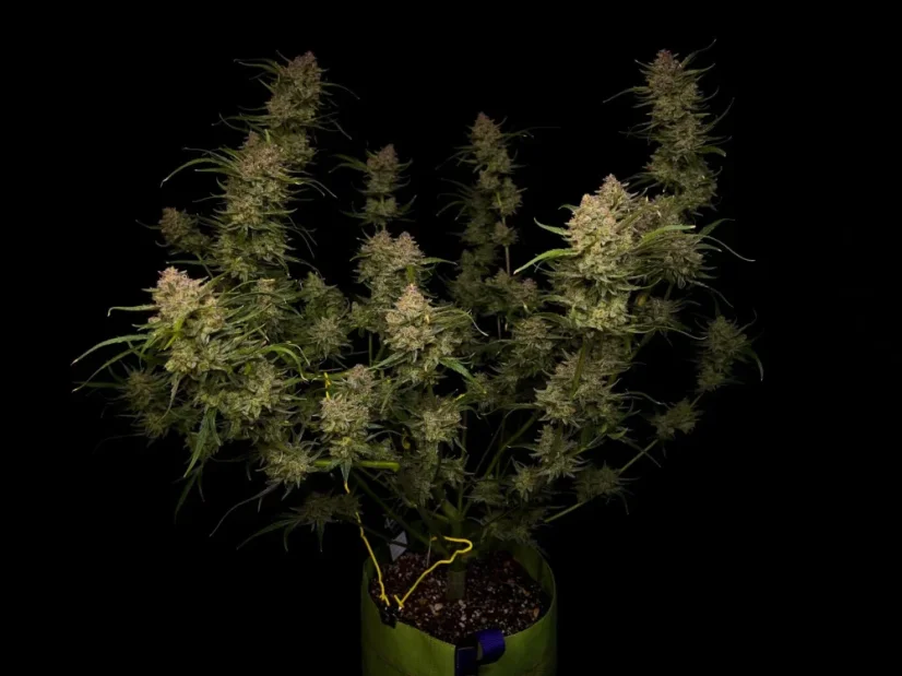 Fast Buds Sjemenke konoplje Guava Auto