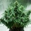 Royal Queen Seeds Seminte de canabis Royal Jack Auto