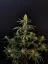 Fast Buds Насіння канабісу Jack Herer Auto