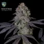 T.H.Seeds™ Seminte de canabis Runtz N' Roses, pachete diverse, feminizate