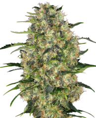 Sensi Seeds Semințe de canabis Black Domina® feminizate, 3-10 buc.