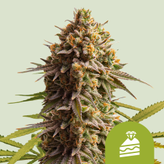 Royal Queen Seeds Seminte de canabis Tort de nunta Auto
