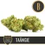 Blimburn Seeds Cannabis Seeds Taängie – Nikki Swami's Feminized